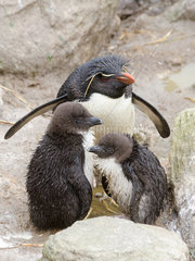 Rockhopper penguin (Eudyptes chrysocome) adult with its young  Falkland Islands