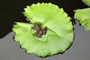 Frog on a leaf of water lily  Sri Lanka