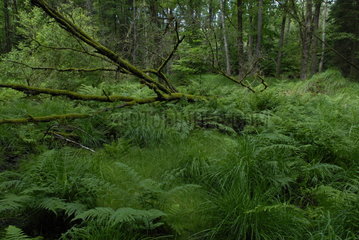 Swampy forest  Stampfthal  Biological Reserve  Vosges  France