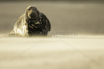 Grey Seal (Halichoerus grypus). A Grey Seal tolerates an ongoing sandstorm off the coast of Lincolnshire in the UK.