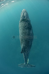Humpback whale (Megaptera novaeangliae) Calf  Tonga Island  Vava'u  Pacific Ocean