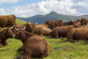 Herd of Salers cows  in the mountains in the summer pastures  for the production of Cantal cheese (PDO)  Saint-Paul de Salers valley  Cantal mountains  Auvergne Volcanoes Regional Nature Park  France