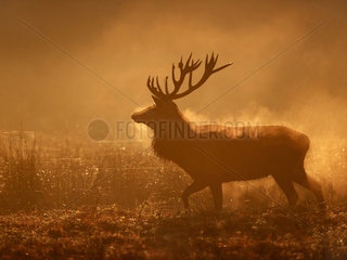 A Red Deer (Cervus elaphus) stag emerges from a wallow pit in the early morning sun in the Peak District National Park  UK.
