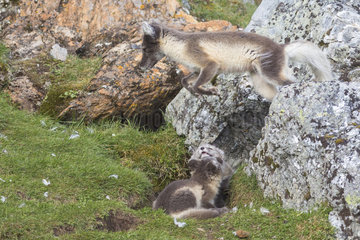 Arctic fox (Vulpes lagopus) and young  Spitzbergen  Svalbard.