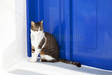 Cat sitting next to a blue door  Santorini  Greece