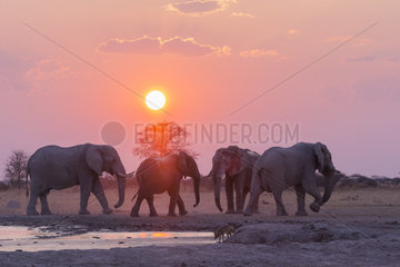 African bush elephant or African savanna elephant (Loxodonta africana)  around a water hole  Nxai pan national park  Bostwana