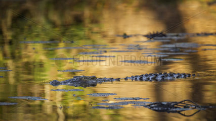 Nile crocodile Crocodylus niloticus in Kruger National park  South Africa