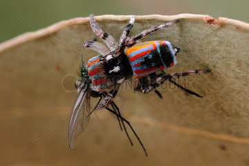 Male Peacock Jumping Spider (Maratus volans) eating a fly  Australia