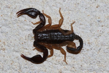 European yellow tailed scorpion (Euscorpius flavicaudis)  Ardèche  France