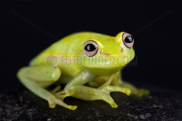 Polkadot treefrog (Hyla punctata)