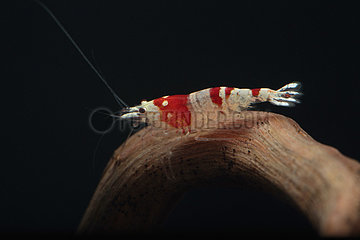 Red Crystal shrimp (Caridina logemanni)  Bee Mosura Shrimp