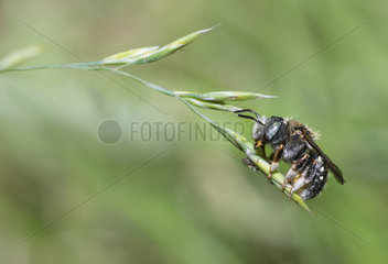 Cotton Bee (Anthidium punctatum) on grass ear  Ballons des Vosges Regional Natural Park  France