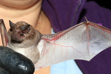 Litthe free tailed bat (Chaerephon pumilus)  Gaboon