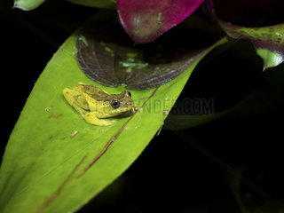 Tree frog (Dendroxophus colombianus) on bromeliad  Barbas Bremen reserve  Colombia  December