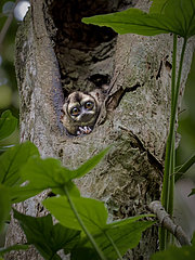 Panamanian Night Monkey (Aotus zonalis)  adult in roosting treehole  Gamboa  Panama  November