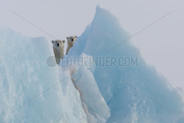 Polar bear (Ursus maritimus) female and cub on an iceberg  Wahlenbergfjord  Nordaustlandet  Spitzberg  Svalbard.