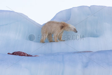 Polar bear (Ursus maritimus) with seal carcass on an iceberg  Wahlenbergfjord  Nordaustlandet  Spitzberg  Svalbard.