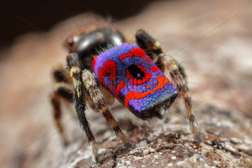 Peacock Jumping Spider (Maratus madelineae) from Western Australia.