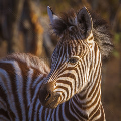 Plains zebra (Equus quagga burchellii)  Kruger National park  South Africa