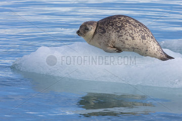 Ringed seal (Pusa hispida) on a piece of ice  Fuglefjord  Spitzberg  Svalbard.