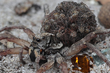 Mother wolf spider (Lycosidae sp) with her spiderlings on her back  Australia