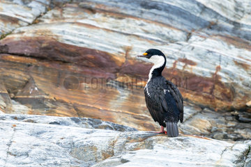 Imperial cormorant (Leucocarbo atriceps) on a rock  South Georgia