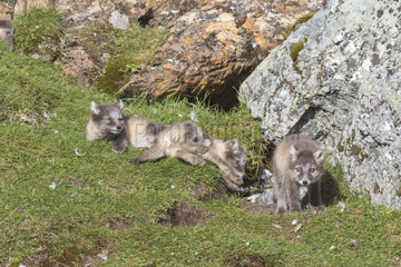 Arctic fox (Vulpes lagopus) young  Spitzbergen  Svalbard.