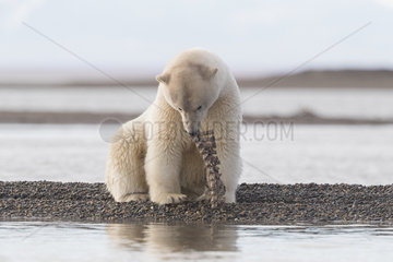 Polar Bear( Ursus maritimus )  along a barrier island outside Kaktovik  Every fall  polar bears (Ursus maritimus) gather near Kaktovik on the northern edge of ANWR  Barter Island  Arctic National Wildlife Refuge  Alaska
