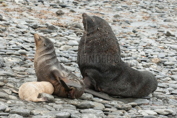 Antarctic fur seals (Arctocephalus gazella)  Family including a young leucic or isabelle  South Georgia