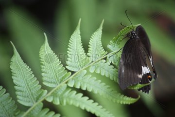 Common Mormon on a leaf in a butterflies house