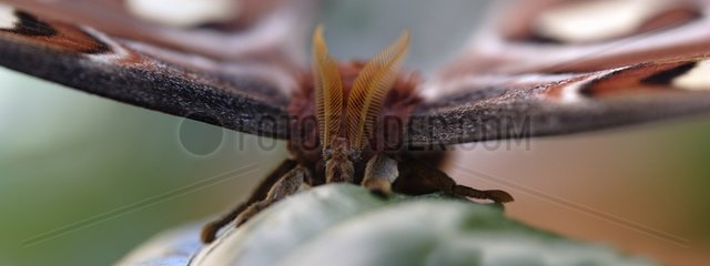 Giant atlas moth on a leaf of Hibiscus