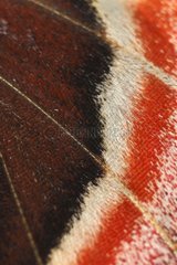 Detail of a wing of a female Giant atlas moth