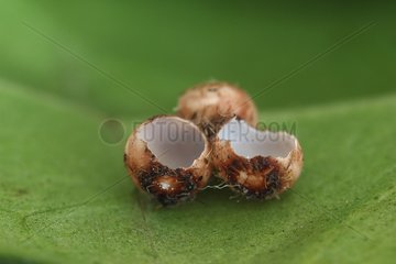 Eggs hatched of a Giant atlas moth on a leaf in spring