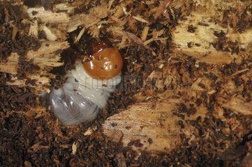 Stag beetle larvae eating dead wood