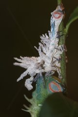 Giant atlas moth caterpillar making its fifth moult