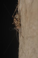 Cave Cricket on a wall