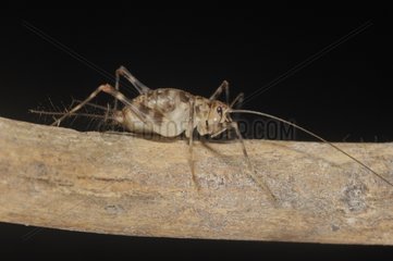 Cave Cricket on a dead branch