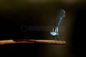 Azure Damselfly on a dead leaf in summer Vaucluse France