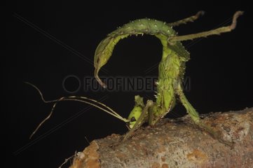 Green Tree Nympg Walkingstick in defense posture