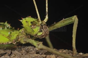 Portrait of a female Green Tree Nympg Walkingstick