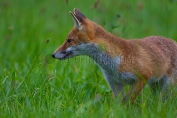Red fox on the lookout in the grass Champagne France