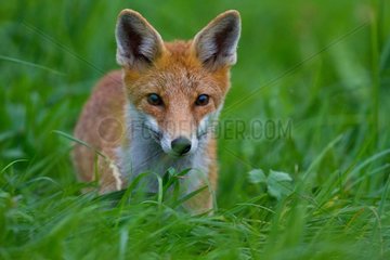 Red fox on the lookout in the grass Champagne France