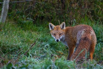 Red fox standing in the grass Champagne France