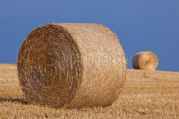 Rolls of hay in a harvested field Champagne France