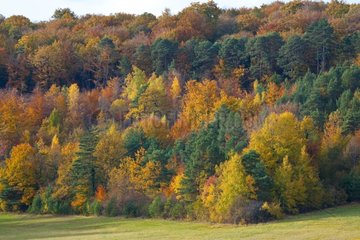 Mixed temperate forest in autumn Champagne France