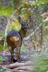 Roe-Deer standing in the woods in winter Champagne France