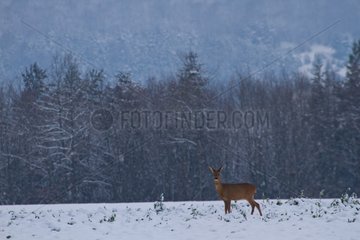RoeDeer standing in a snowy field Champagne France