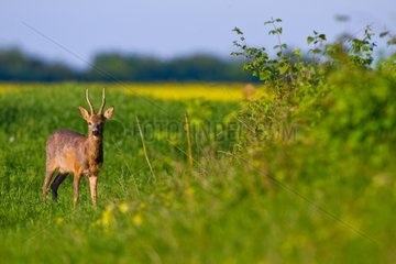 RoeDeer standing in a field in spring Champagne France