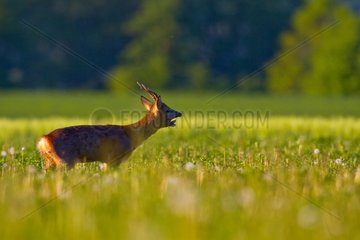 RoeDeer standing in a meadow in spring Champagne France