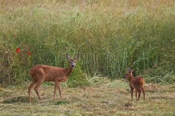 Roedeer and his young in a field Champagne France